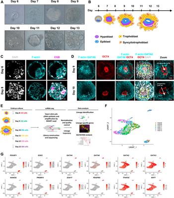 A Single-Cell Characterization of Human Post-implantation Embryos Cultured In Vitro Delineates Morphogenesis in Primary Syncytialization